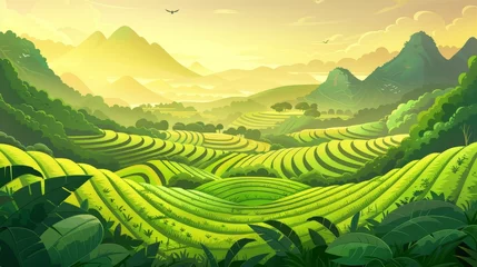 Tuinposter At sunrise, terraced rice fields on a mountain landscape in Asia. Cascades of plants in an agricultural meadow, in China or Vietnam, cartoon modern illustration. © Mark