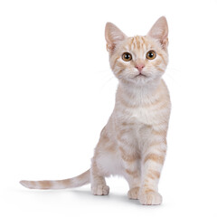 Curious European Shorthair cat kitten, walking towards vieuwer facing front. Looking straight towards camera. Isolated on a white background.