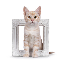 Curious European Shorthair cat kitten, sitting through white image frame. Looking straight towards camera. Isolated on a white background.
