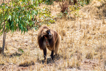 Majestic alpha male of endemic animal monkey Gelada baboon. Theropithecus gelada, Debre Libanos, Simien Mountains, Africa Ethiopia wildlife