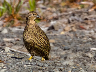 Brown Quail in NSW Australia