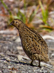 Brown Quail in NSW Australia