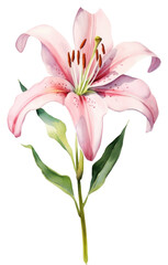 PNG Blossom flower plant lily. - obrazy, fototapety, plakaty