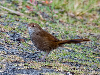 Critically Endangered Eastern Bristlebird in NSW Australia