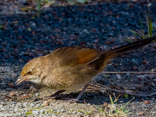 Critically Endangered Eastern Bristlebird in NSW Australia