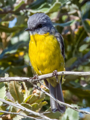 Eastern Yellow Robin in NSW Australia