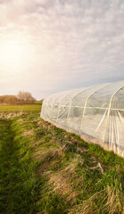 A side view of a greenhouse in an organic plantation at sunset. - 782911424
