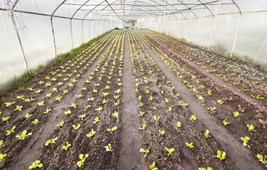Vegetables in an organic greenhouse plantation. - 782911457