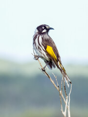 New Holland Honeyeater in NSW Australia