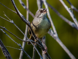 White-browed Scrubwren in NSW Australia