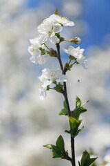 White apple tree flowers with blurred background.