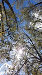 The photos were taken in France in the town of Amiens 80080 on April 10, 2024. They highlight the summer