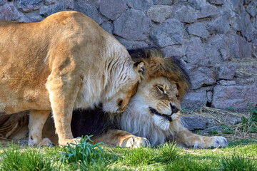 Naklejka na ściany i meble wild animals lion and lioness in the zoo