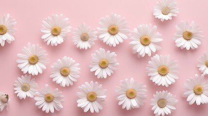 Obraz premium Top-down view. White daisy chamomile flowers 