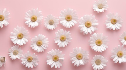  Top-down view. White daisy chamomile flowers 