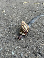 snail on a stone