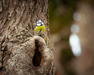 Great tit guarding her nest  © Jegen