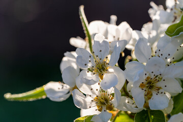 Closeup of white pear flowers on spring garden background - 782914426