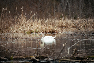 Swan at the lake