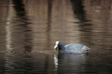 Coot at the lake