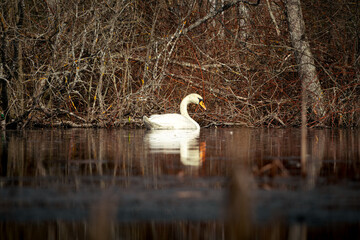 Wise swan in the wild