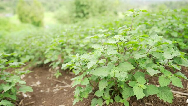 dolly, patchouli plants in plantation or field, tropical aromatic herb, asia