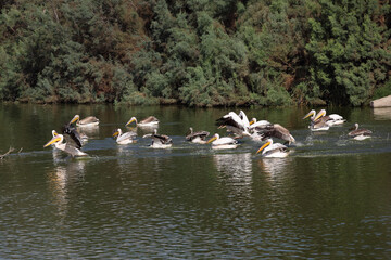 A group of white pelicans is seen floating on the water.