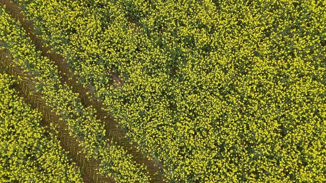 Bright yellow flowers of an Oil Seed, Lindseed Oil crop.  British countryside and food production.  Spring. 