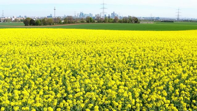 spring nature in front of the skyline of frankfurt germany 4k 30fps video