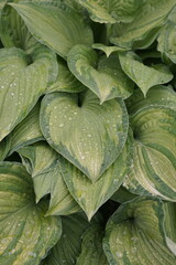 Obraz premium Closeup shot of green leaves of a plant in a forest