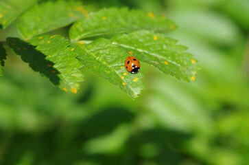 Shallow focus of a Seven-spot ladybird on a green leaf