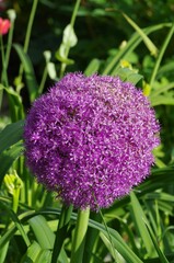 Selective focus of Giant Allium (Allium giganteum) flower in a green field