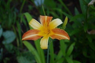 Obraz premium Shallow focus of Orange day-lily, Hemerocallis fulva flower