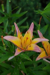 Selective focus of a Trumpet Lilies, Lilium longiflorum flower