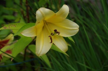 Closeup of yellow Trumpet and Aurelian hybrids flower