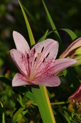 Closeup of a pink Lilium brownii flower