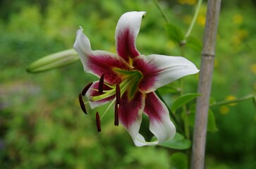 Closeup of Lilium nepalense, lily of Nepal flower