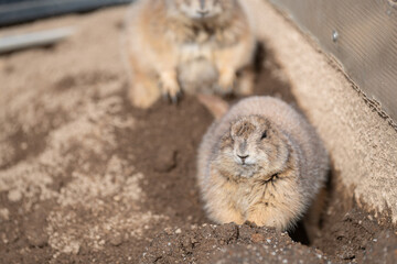 かわいいプレーリードッグ