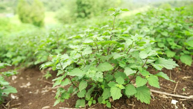 patchouli plant on farm, essential oil production for perfume industry