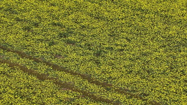 Bright yellow flowers of an Oil Seed, Lindseed Oil crop.  British countryside and food production.  Spring. 