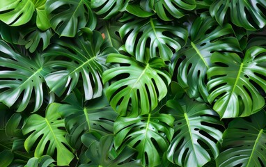 Fototapeta na wymiar A green leaf of a monstera plant