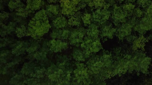 Aerial top view footage over a dense forest with green trees of different shades