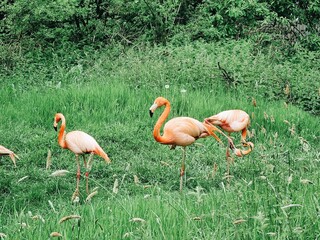 Group of flamingos standing on the green grass under sunlight