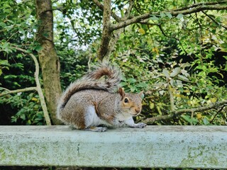 Cute squirrel siting on the fence in the park
