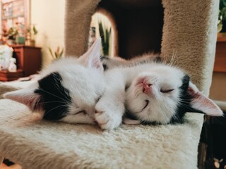 Cute kittens sleeping together in the cat tree