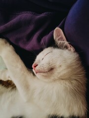 Vertical shot of a cute kitten sleeping