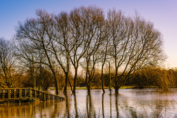 Obraz premium Floods covering grass leaving the tree's surrounded by water creating a pond like reflection