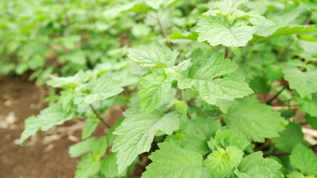 closeup of patchouli plant and leaves on plantation, cultivation for essential oil production