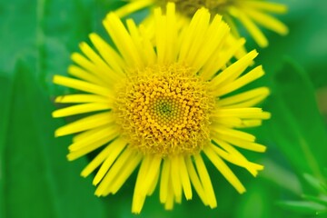 Fototapeta premium Closeup shot of a Inuleae flower in a garden during the day