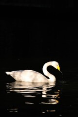 Vertical shot of a swan in a lake isolated in the dark
